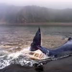 Кто спасал кита в хабаровском крае и спасал ли вообще