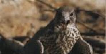 Lifestyle and habitat of the gyrfalcon bird
